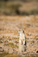 Yellow Mongoose on Hind Legs