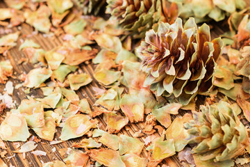 Opened green spruce cones.