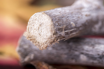 macro branch and leaves for autumn concept