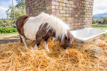 Pony eating hay in the camp