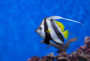 Fototapeta na wymiar Аквариумная рыбка с длинным спинным плавником.