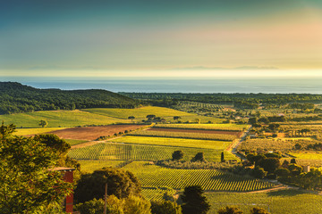 Bolgheri and Castagneto vineyard aerial view on sunset. Maremma
