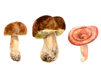 Fototapeta premium Set of mushrooms, boletus and pink russule on white background, watercolor painting, vintage style, botanical illustration