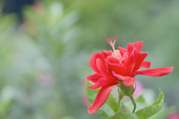 Chinese rose or Hibiscus rosa sinensis with blur green leaves