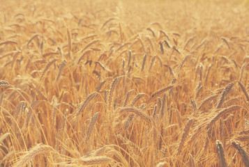 Golden wheat field, harvest and farming