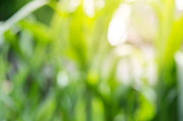 Green blurred background