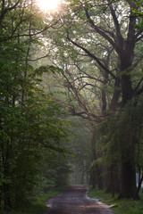 Fototapeta premium Waldweg mit einfallendem Sonnenlicht