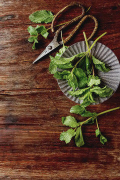 Sprig of mint with vintage garden scissors. Wooden background. T