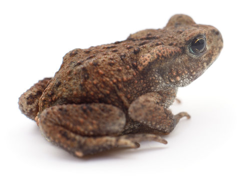 Small brown frog.