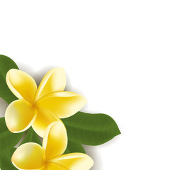 Background with Realistic vector frangipani flower  leaves isolated on white
