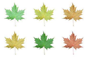 Set of Realistic maple leaves