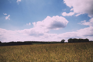 Fototapeta premium Wheat growing in a field in the Chilterns Vintage Retro Filter.