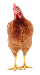 Brown hen isolated.