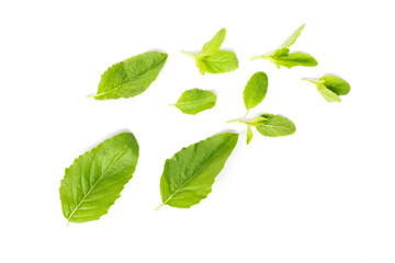 Holy basil leaves isolated on white background. Basil is a great herb