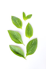 Fototapeta premium Sweet basil leaves isolated on a white background