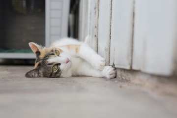 Fototapeta premium White cat lying on ground