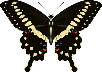 Papilio lormieri butterfly (Central Emperor Swallowtail) vector illustration © Save Jungle