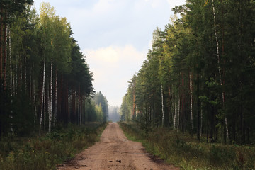 Fototapeta premium The wood after a rain