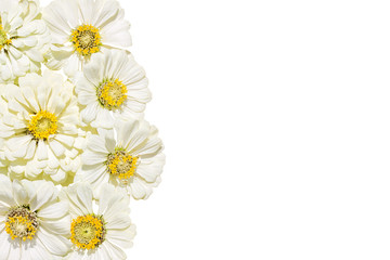 Inflorescences of flowers zinnias on a white background