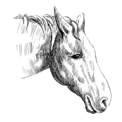 vector sketch of a horse's head. hand drawn illustration