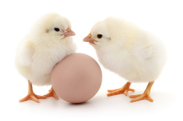 Two chickens and egg