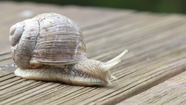 Snail running on wood 