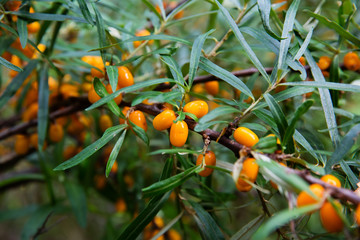 Sea buckthorn branch with berries