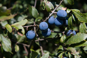 Beeren des Schlehdorn
