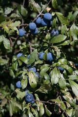 Beeren des Schlehdorn