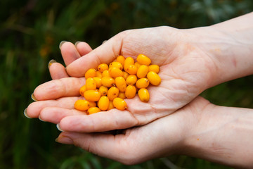 Hands holding ripe sea-buckthorn berries