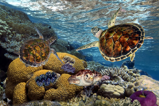 Colorful coral reef with many fishes and sea turtle. Red Sea