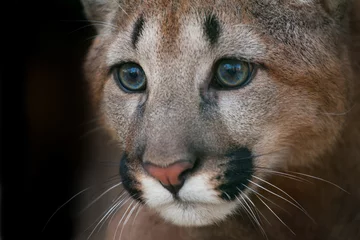 Raamstickers Poema portret. Close-up cougar met mooie ogen op zwarte achtergrond © kwadrat70