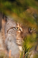 Fototapeta premium Siberian lynx head shot outdoor
