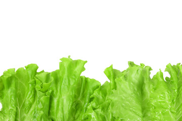 Green lettuce leaves, copy space. Isolated on white background.