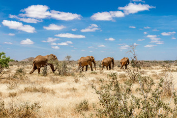 Fototapeta na wymiar Group of elephants in the Savana, Tsavo National Park, Kenya