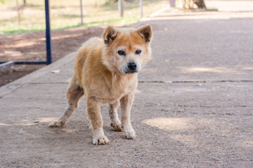 Brown retriever dog,the looking sad.