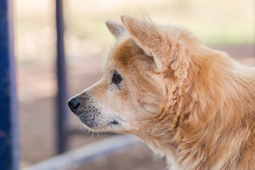 Brown retriever dog,the looking sad.