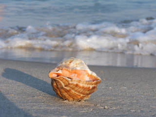 seashell on the beach