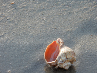 seashell on the beach