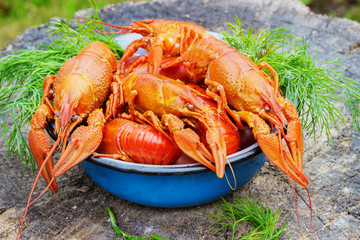 crawfish on old wooden stump in the street