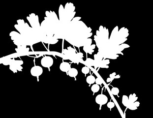 gooseberry branch silhouette isolated on black