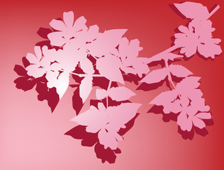 jasmine flower branch on pink background