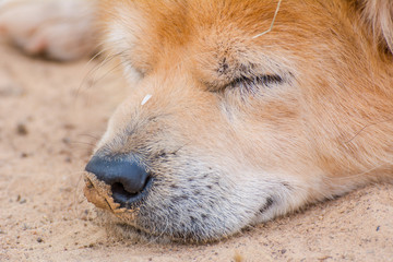 Relaxing sleeping dog