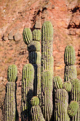 Crdon cactus