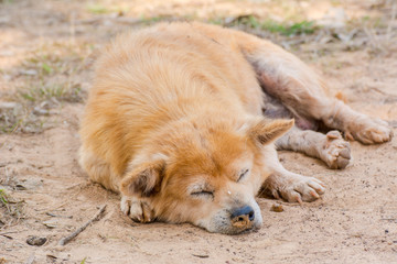 Relaxing sleeping dog