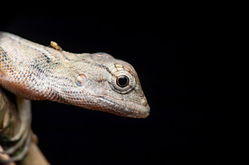 Oriental garden lizard (Calotes versicolor juvenile)