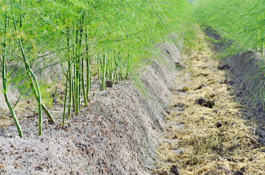 Young Aspargus Plants On A Field Outdoors