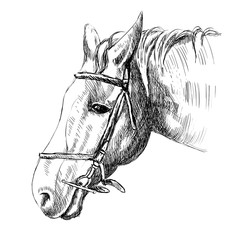 Horse Sketch photos, royalty-free images, graphics, vectors & videos