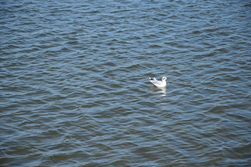 Möwe in der Nordsee