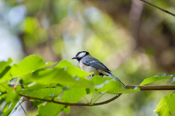 Fototapeta premium Grey sparrow sitting on a tree branch
